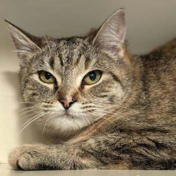 Rescue Domestic Short Hair Cats for Adoption in Victor, New York - Chrissy | PetCurious