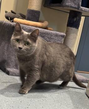 Domestic Short Hair Cats Available for Adoption in Mesquite, Nevada - Ashes | PetCurious