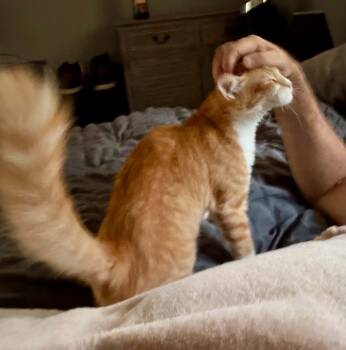 Doodle -  Domestic Medium Hair Cat for Adoption in Warren, New Jersey - Doodle | PetCurious