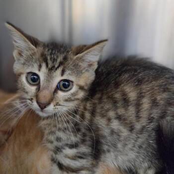 Dory -  Domestic Short Hair Cat for Adoption in Windsor, Virginia - Dory | PetCurious