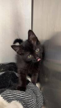 Onyx -  Domestic Short Hair Cat for Adoption in Republic, Missouri - Onyx | PetCurious