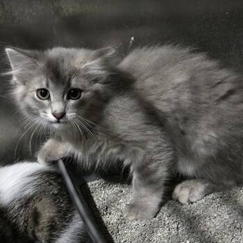 Rose -  Domestic Long Hair Cat for Adoption in Sioux Falls, South Dakota - Rose | PetCurious