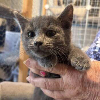 Rescue Russian Blue and Domestic Short Hair Cats for Adoption in Wichita, Kansas - Mercury | PetCurious