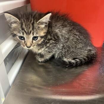 Malcolm 2784 -  Domestic Short Hair Cat for Adoption in Columbus, Georgia - Malcolm 2784 | PetCurious