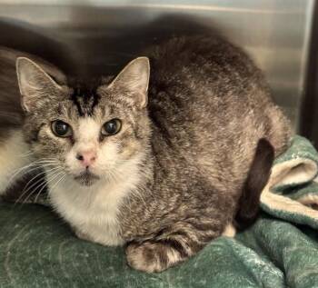 Rescue Domestic Short Hair Cats for Adoption in Fort Lauderdale, Florida - AVA | PetCurious