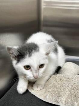 Caramel -  Domestic Medium Hair and Domestic Short Hair Cat for Adoption in Westland, Michigan - Caramel | PetCurious