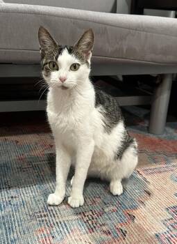 Rescue Domestic Short Hair Cats for Adoption in Canonsburg, Pennsylvania - Rainna | PetCurious
