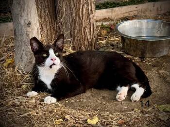 Rescue Domestic Short Hair Cats for Adoption in Fresno, California - Jasper | PetCurious
