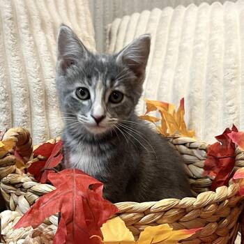 Spot -  Domestic Short Hair Cat for Adoption in Goshen, Indiana - Spot | PetCurious