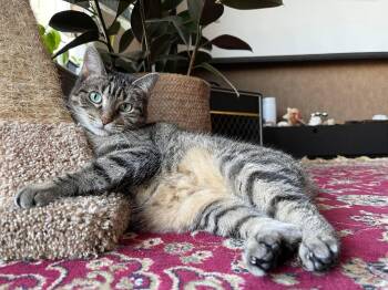 Rescue Domestic Short Hair Cats for Adoption in Sugar Land, Texas - Grey El Fafo (and Blonde Fafo) | PetCurious