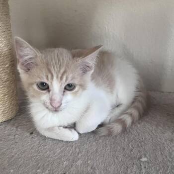 Tommy -  Domestic Short Hair Cat for Adoption in Pleasanton, California - Tommy | PetCurious