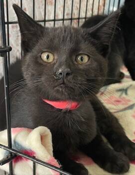 Rescue Domestic Short Hair Cats for Adoption in Columbia City, Indiana - McIntosh | PetCurious