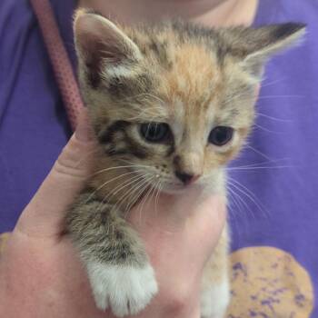 Karlach -  Domestic Short Hair Cat for Adoption in Denison, Texas - Karlach | PetCurious