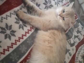 Rescue British Longhair Cats for Adoption in Winnipeg, Manitoba - Martini | PetCurious