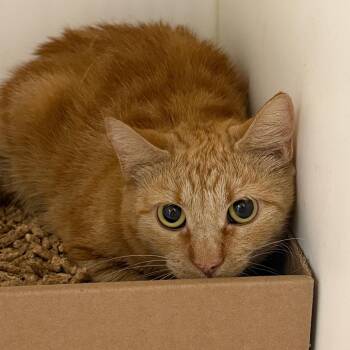 Carmella -  Domestic Short Hair Cat for Adoption in Philadelphia, Pennsylvania - Carmella | PetCurious