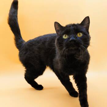 Domestic Long Hair Cats Available for Adoption in Springfield, Missouri - Ramesses II | PetCurious