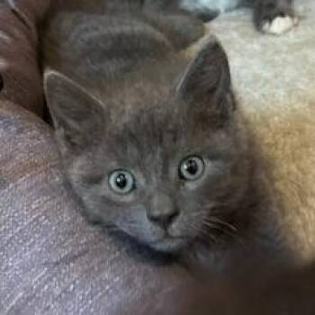 Laken -  Domestic Short Hair Cat for Adoption in Lynchburg, Virginia - Laken | PetCurious