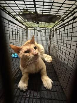 SENOR MORALES -  Domestic Short Hair Cat for Adoption in San Antonio, Texas - SENOR MORALES | PetCurious