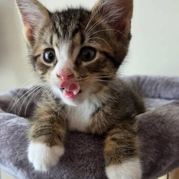 Flint -  Tabby Cat for Adoption in New Bedford, Massachusetts - Flint | PetCurious