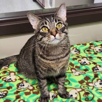 Rescue Tabby Cats for Adoption in Marshfield, Wisconsin - Valley | PetCurious
