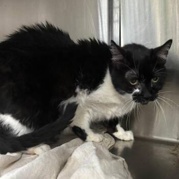 Chess -  Domestic Short Hair Cat for Adoption in Tulsa, Oklahoma - Chess | PetCurious