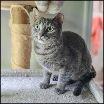 Domestic Short Hair and Tabby Cats Available for Adoption in Roswell, Georgia - Sweetie | PetCurious