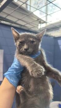 FLOR -  Domestic Short Hair Cat for Adoption in San Bernardino, California - FLOR | PetCurious
