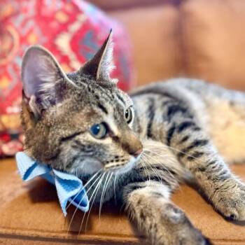 Jaxie Pie -  Tabby and Domestic Short Hair Cat for Adoption in Friendswood, Texas - Jaxie Pie | PetCurious