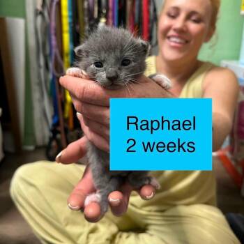 Raphael -  Domestic Short Hair Cat for Adoption in Tampa, Florida - Raphael | PetCurious
