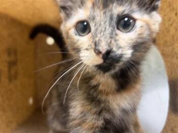 PICASSA -  Domestic Short Hair Cat for Adoption in Riverside, California - PICASSA | PetCurious