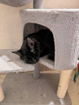 Domestic Medium Hair Cats Available for Adoption - Pumpkin | PetCurious