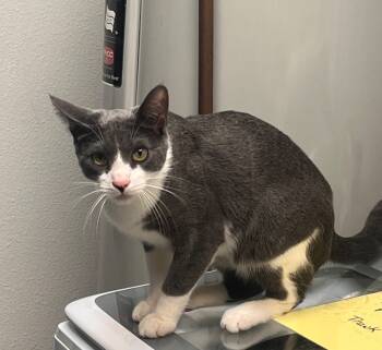 Rescue Domestic Short Hair Cats for Adoption in Grand Junction, Colorado - Huck/ Earl Grey | PetCurious