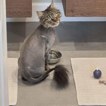 Tabby and Domestic Long Hair Cats Available for Adoption - Maeve | PetCurious