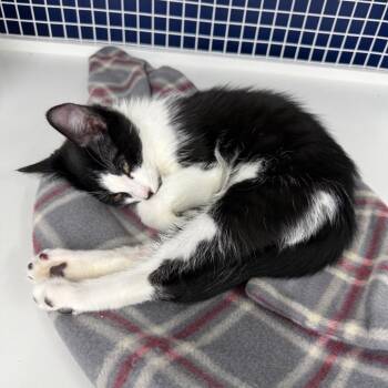 Rescue Domestic Short Hair Cats for Adoption in Danbury, Connecticut - Spice | PetCurious