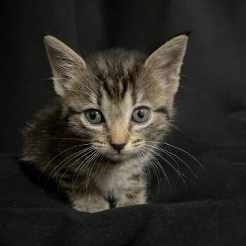Possum -  Domestic Short Hair Cat for Adoption in San Antonio, Texas - Possum | PetCurious