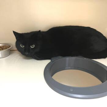 Domestic Short Hair Cats Available for Adoption - Barn Cat (Yogi) | PetCurious