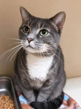 Twilight -  Domestic Short Hair Cat for Adoption in Chamblee, Georgia - Twilight | PetCurious
