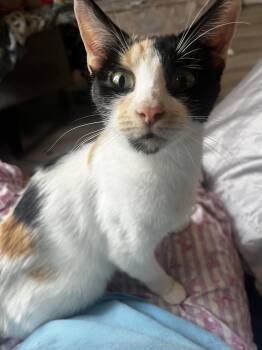 Calico Cats Available for Adoption in Mount Pleasant, Texas - Marigold  | PetCurious