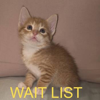 Meowlow -  American Shorthair Cat for Adoption in Livingston, Texas - Meowlow | PetCurious