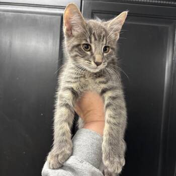 Moon Pie -  Domestic Short Hair Cat for Adoption in Granville, Ohio - Moon Pie | PetCurious