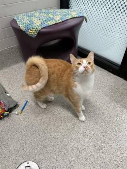 OFFICER BUZZBEE -  Domestic Short Hair Cat for Adoption in Omaha, Nebraska - OFFICER BUZZBEE | PetCurious