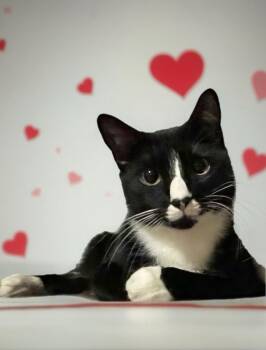 Domestic Short Hair and Tuxedo Cats Available for Adoption - Maia | PetCurious