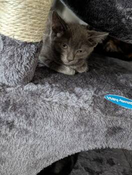 Colby -  Domestic Short Hair Cat for Adoption in Virginia Beach, Virginia - Colby | PetCurious