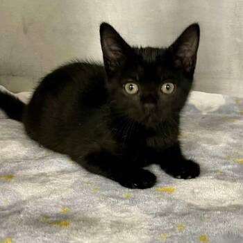 Virginia -  Domestic Short Hair Cat for Adoption in Beaumont, Texas - Virginia | PetCurious