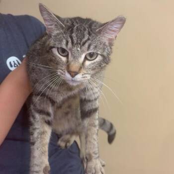 Woody *Meet me at Eagan Petsmart* -  Domestic Short Hair Cat for Adoption in Buffalo, Minnesota - Woody *Meet Me At Eagan Petsmart* | PetCurious