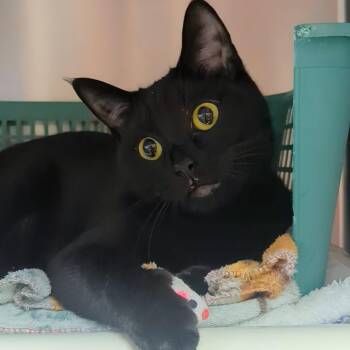 Rescue Domestic Short Hair Cats for Adoption in West Jefferson, Ohio - Lark | PetCurious