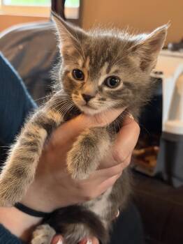 Tabby and Domestic Short Hair Cats Available for Adoption in Poplar Grove, Illinois - Benedict Bridgerton | PetCurious