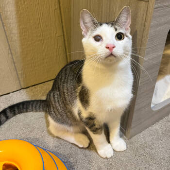 Rescue Domestic Short Hair Cats for Adoption in Abingdon, Maryland - 0825-96 Sandal | PetCurious