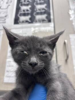 Domestic Short Hair Cats Available for Adoption in Las Vegas, Nevada - SPARROW | PetCurious