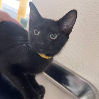 Rowan -  Domestic Short Hair Cat for Adoption in Las Vegas, Nevada - Rowan | PetCurious